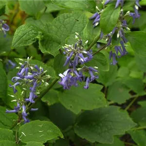 Clematis heracleifolia 'Cote d'Azur' Clematis heracleifolia 'Cote d'Azur'