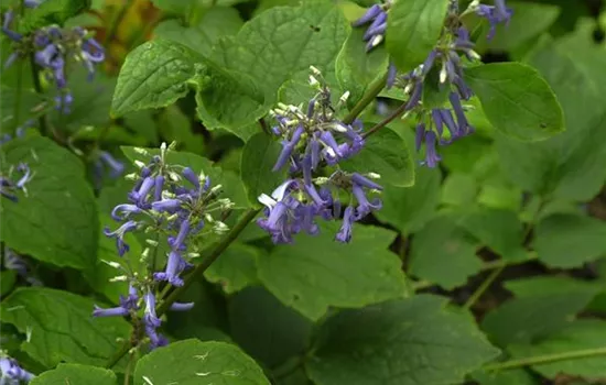 Clematis heracleifolia 'Cote d'Azur'