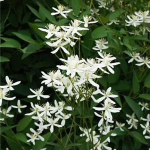 Clematis recta 'Purpurea' Clematis recta 'Purpurea'