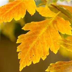 Colutea arborescens Colutea arborescens