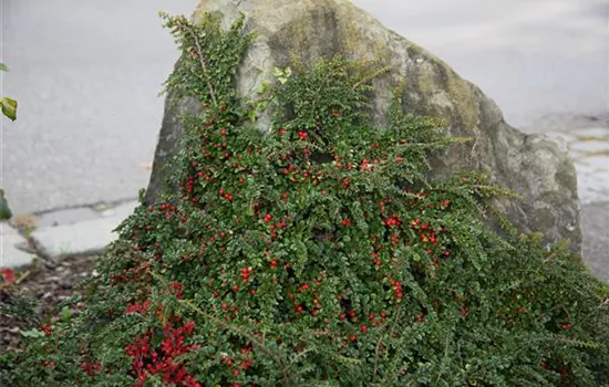 Cotoneaster adpressus Cotoneaster adpressus