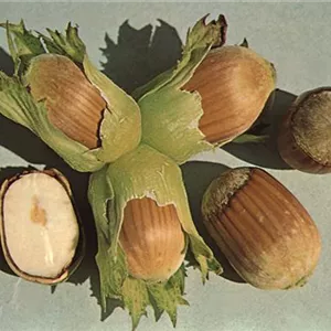 Corylus avellana 'Cosford'