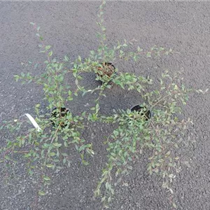 Cotoneaster salicifolius 'Herbstfeuer'