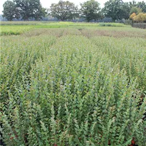 Cotoneaster acutifolius Cotoneaster acutifolius