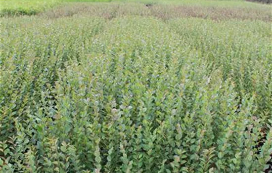 Cotoneaster acutifolius Cotoneaster acutifolius