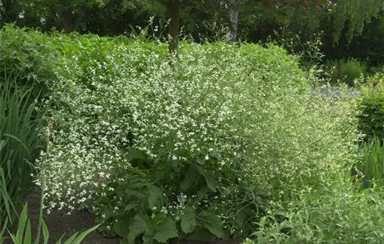 Crambe cordifolia