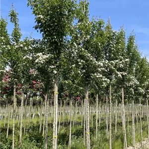 Crataegus monogyna 'Stricta'