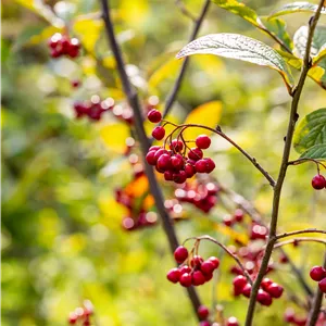 Cotoneaster bullatus