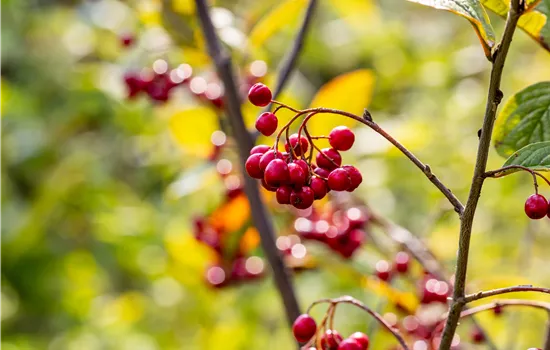 Cotoneaster bullatus Cotoneaster bullatus