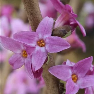 Daphne mezereum Daphne mezereum