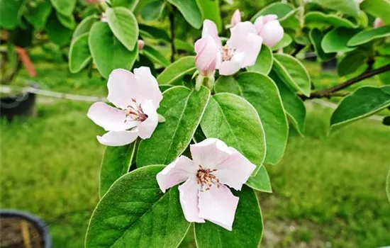 Cydonia 'Leskovac' CAC Cydonia 'Leskovac' CAC