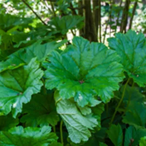 Darmera peltata Darmera peltata