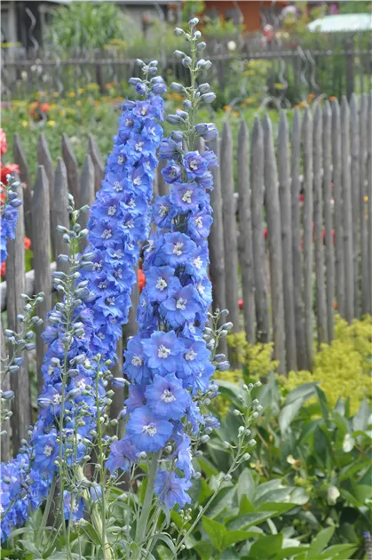 Delphinium x elatum 'Abgesang'