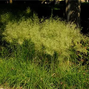 Deschampsia cespitosa 'Bronzeschleier' Deschampsia cespitosa 'Bronzeschleier'