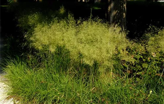 Deschampsia cespitosa 'Bronzeschleier'