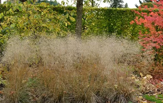 Deschampsia cespitosa 'Tauträger'