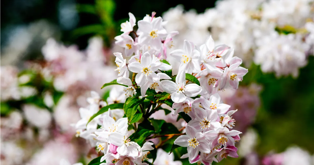 Deutzia scabra 'Candidissima'