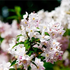 Deutzia scabra 'Candidissima' Deutzia scabra 'Candidissima'