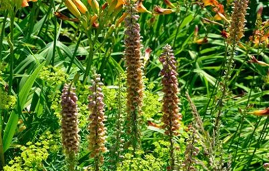 Digitalis ferruginea