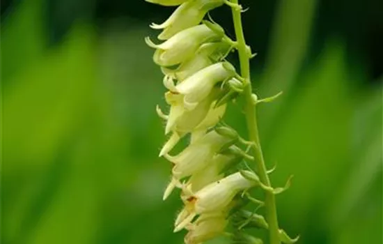 Digitalis lutea