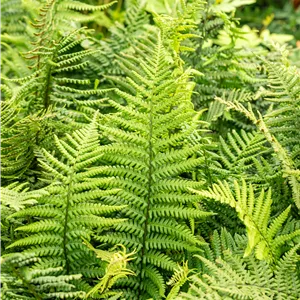 Dryopteris affinis