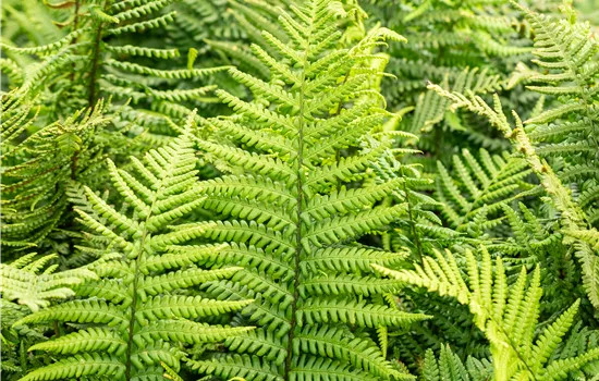 Dryopteris affinis