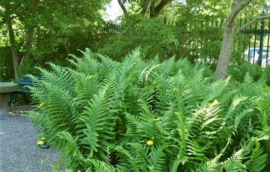 Dryopteris filix-mas 'Barnesii' Dryopteris filix-mas 'Barnesii'