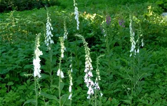 Digitalis purpurea 'Alba'