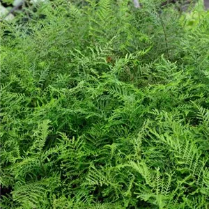 Dryopteris filix-mas 'Linear.Polydactylon'