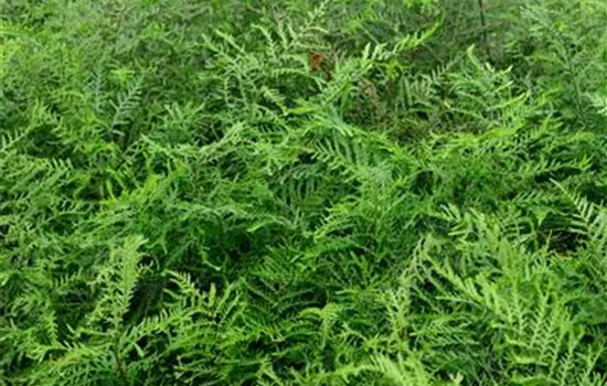 Dryopteris filix-mas 'Linearis Polydactyla'