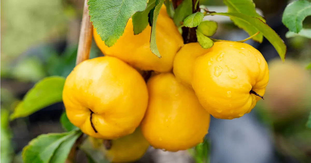 Chaenomeles japonica 'Cido'®
