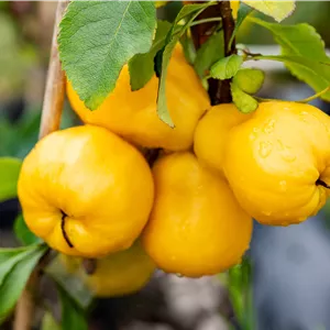 Chaenomeles japonica 'Cido' -R- Chaenomeles japonica 'Cido' -R-