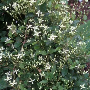 Clematis paniculata Clematis paniculata