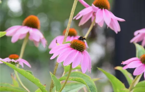 Echinacea pallida Echinacea pallida