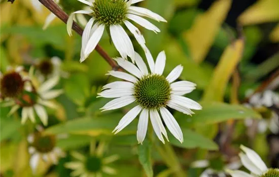 Echinacea purpurea 'Kim´s Mophead'® Echinacea purpurea 'Kim´s Mophead'®