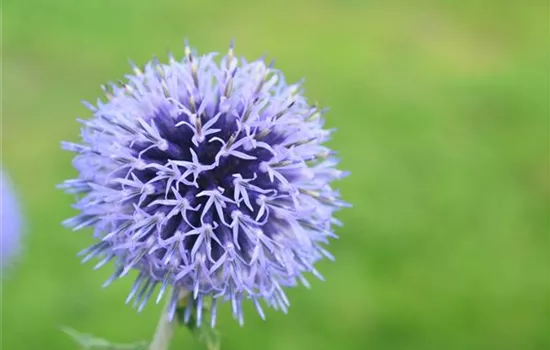 Echinops banaticus 'Blue Glow'