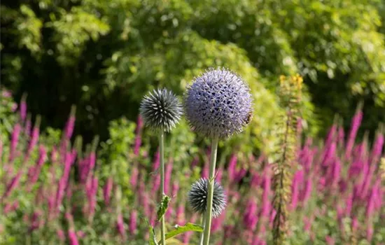 Echinops banaticus 'Taplow Blue'