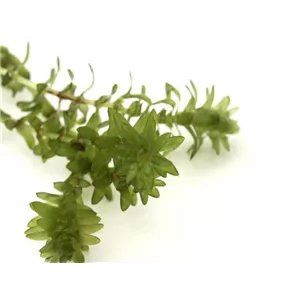 Elodea canadensis Elodea canadensis