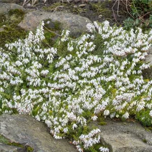 Erica carnea 'Springwood White'