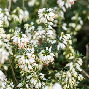 Erica carnea 'Isabell'