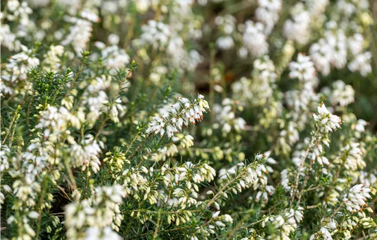 Erica carnea 'Isabell' Erica carnea 'Isabell'
