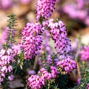 Erica carnea 'Vivellii'