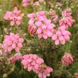 Erica tetralix 'Hookstone Pink'