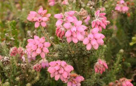 Erica tetralix 'Hookstone Pink'