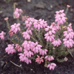 Erica tetralix 'Pink Star'