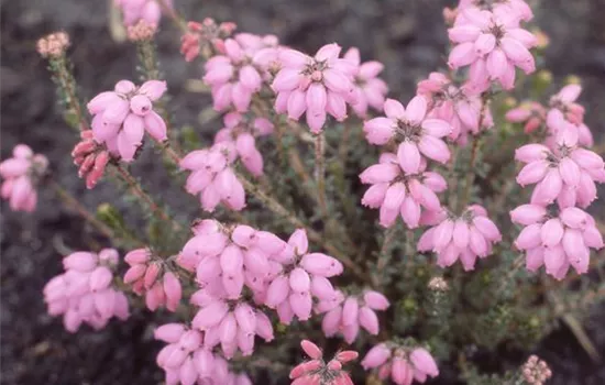 Erica tetralix 'Pink Star'