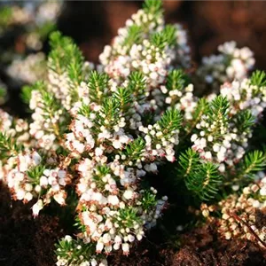 Erica vagans 'Lyonesse'