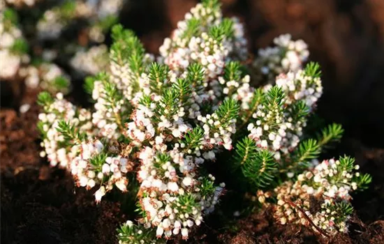Erica vagans 'Lyonesse'