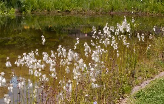 Eriophorum latifolium