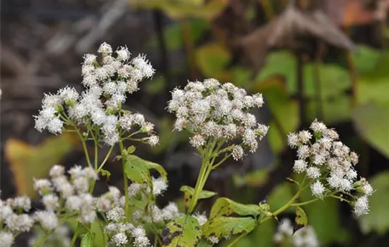 Eupatorium rugosum